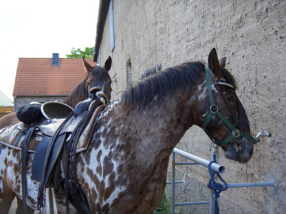 Bild m188